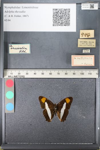 Media type: image;   Entomology 145190